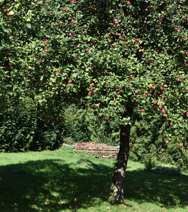 Obstbaumschnitt Baumpflege München